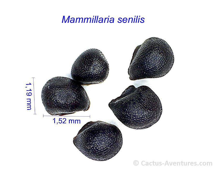 Mammillaria senilis (Mamillopsis) HW